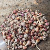 Bulbi di Cipolla Egiziana