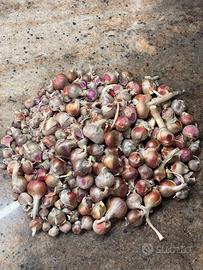 Bulbi di Cipolla Egiziana