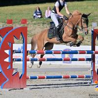 Cavalla italiana del 2013