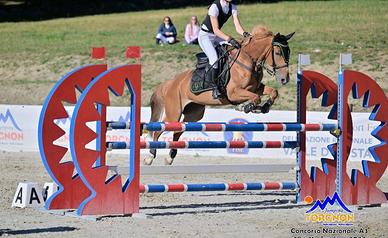 Cavalla italiana del 2013