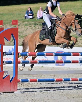 Cavalla italiana del 2013