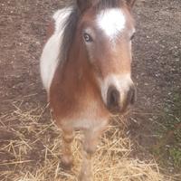 Puledro di super pony