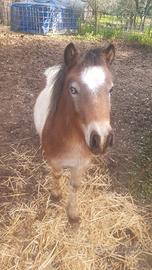 Puledro di super pony