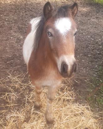 Puledro di super pony