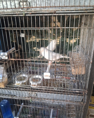 Animali
