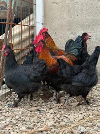 Galline