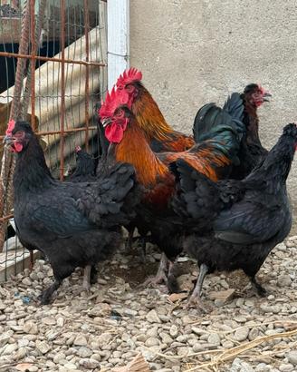 Galline