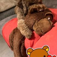 Cuccioli Lagotto Romagnolo pedigree Roy