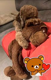 Cuccioli Lagotto Romagnolo pedigree Roy