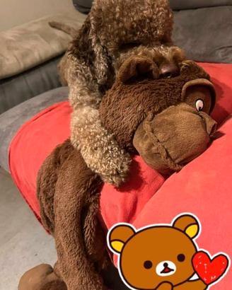 Cuccioli Lagotto Romagnolo pedigree Roy