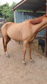 Mezza cavallina