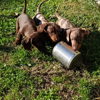 Cuccioli bassotto