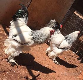 Brahma bianco Columbia