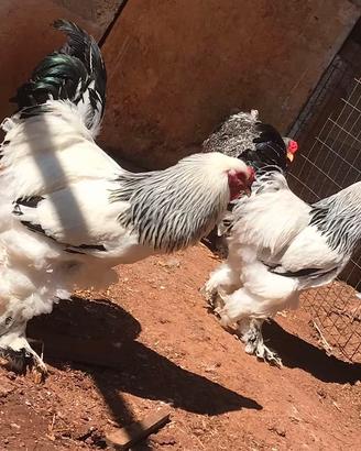 Brahma bianco Columbia