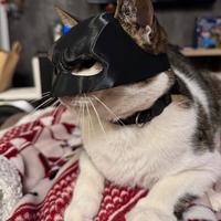 Maschera gatto batman