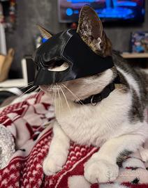 Maschera gatto batman