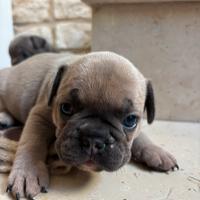 Cuccioli di Bulldog Francese