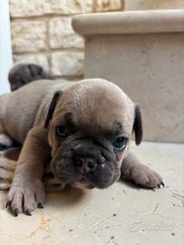 Cuccioli di Bulldog Francese