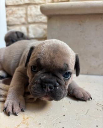 Cuccioli di Bulldog Francese