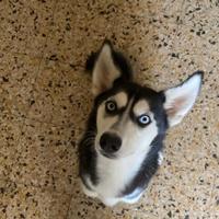 Husky femmina