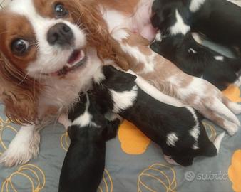Cavalier King Charles Spaniel PEDIGREE