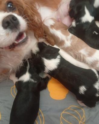 Cavalier King Charles Spaniel PEDIGREE