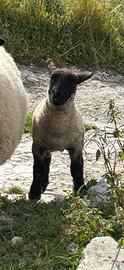Agnello suffolk