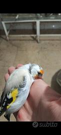 Cardellino