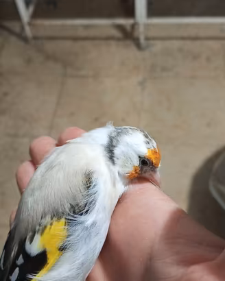 Cardellino