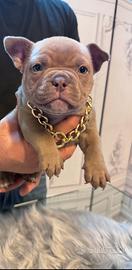 Cucciola American Bully micro Exotic