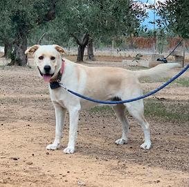 Cane Simil Labrador maschio per MONTA