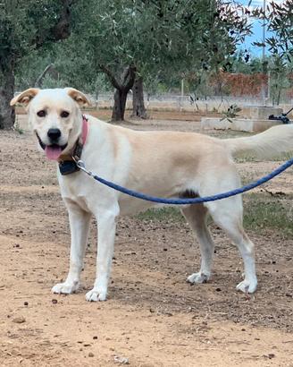 Cane Simil Labrador maschio per MONTA