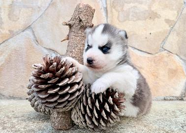 Cucciolo siberian husky