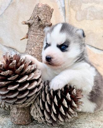 Cucciolo siberian husky