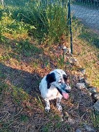 Setter inglese