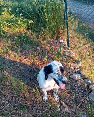 Setter inglese