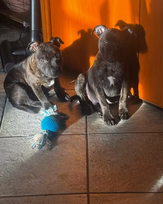 Staffordshire bull terrier