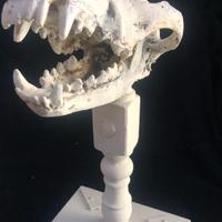 Teschio Lupo Realistico Replica Cranio base 37 CM