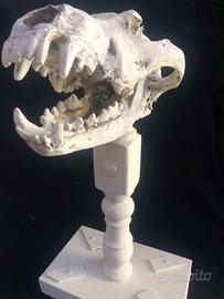 Teschio Lupo Realistico Replica Cranio base 37 CM