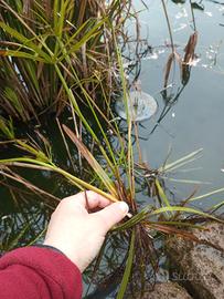 papiro interno/ esterno