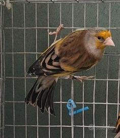 Ibrido cardellino x canarina