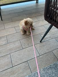 Cucciolo di cane maltipo Milano