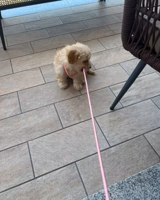 Cucciolo di cane maltipo Milano