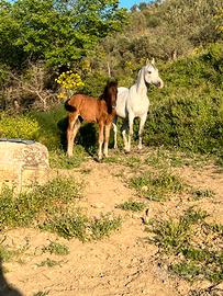 Puledro espano arabo