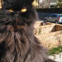 Gatto persiano per accoppiamento