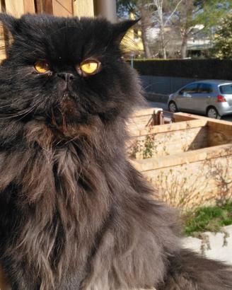 Gatto persiano per accoppiamento