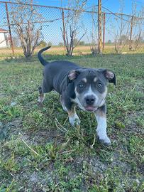 American bully cucciola