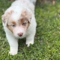 Cuccioli Pastore Australiano pedigree Enci