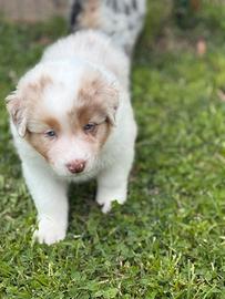 Cuccioli Pastore Australiano pedigree Enci