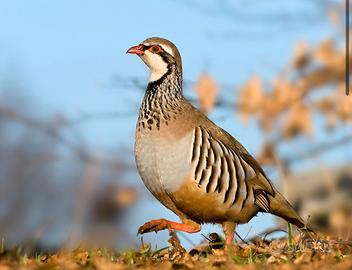 Pernice